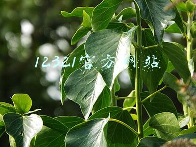 12321官方网站
