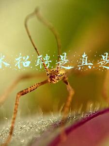 斗米招聘是真是假