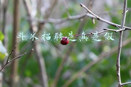 斗米招聘是真是假