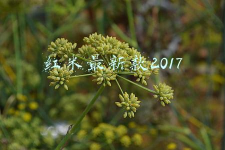 红米最新款2017