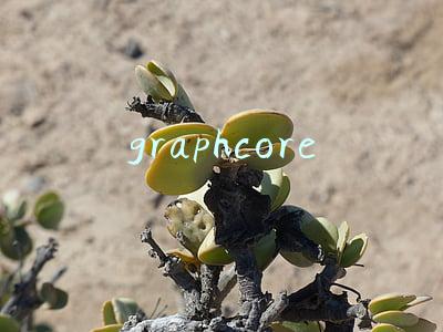 graphcore