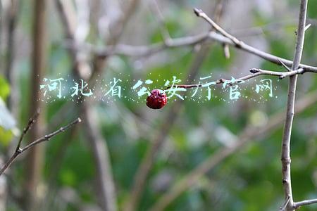 河北省公安厅官网