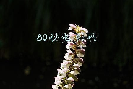 80秒电影网