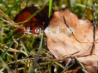 逆回购到期时间表(本周央行逆回购净投放300亿元，下周1000亿元MLF到期)