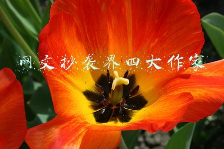网文抄袭界四大作家