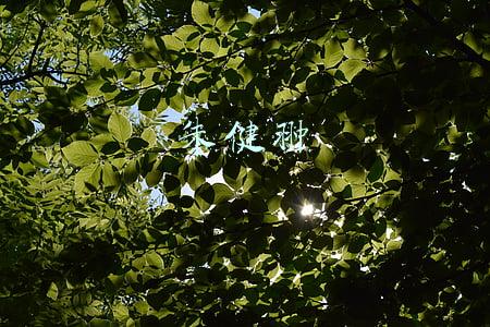 朱健翀