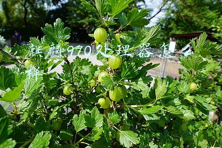麒麟970处理器怎么样