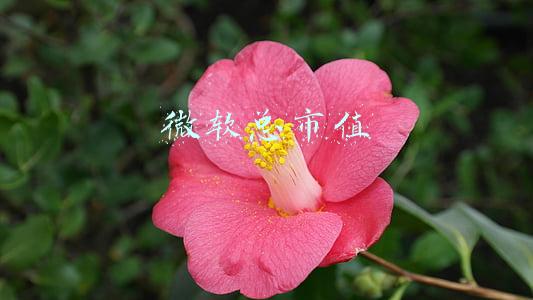 微软总市值