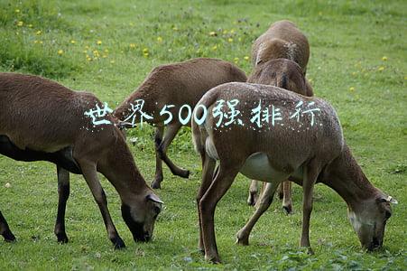 世界500强排行