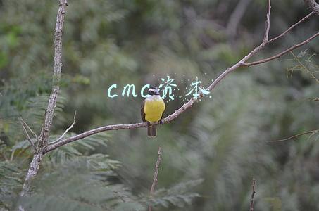 cmc资本