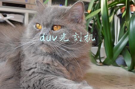 duv光刻机