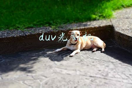 duv光刻机