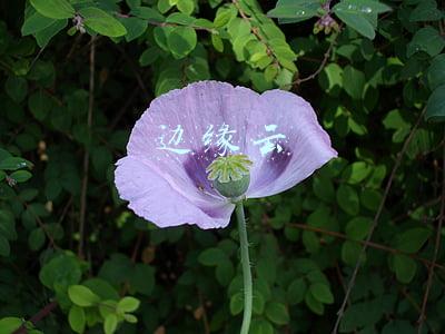 边缘云