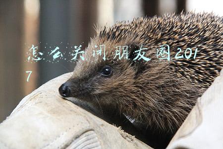 怎么关闭朋友圈2017