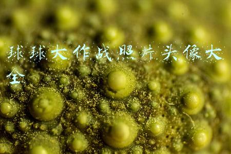 球球大作战照片头像大全