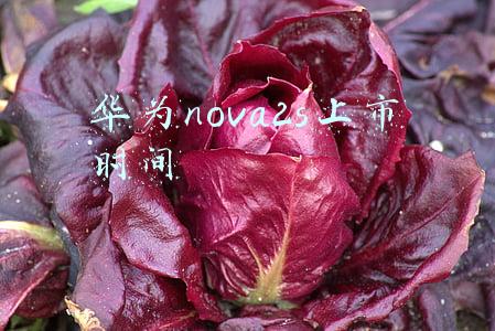 华为nova2s详细参数(89 款华为、荣耀机型发布 HarmonyOS 2.0.0.230 及以上版本更新)