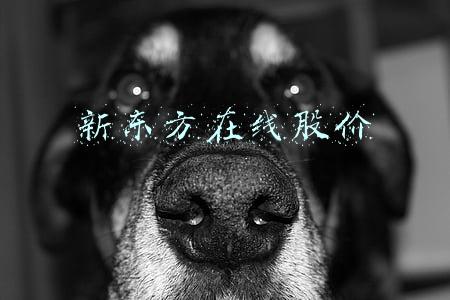 新东方在线股价
