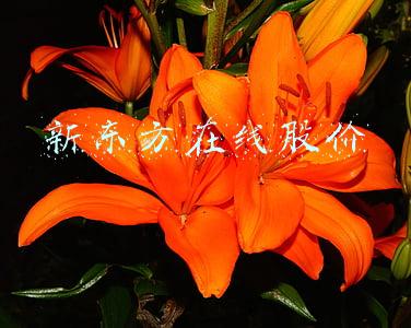 新东方在线股价