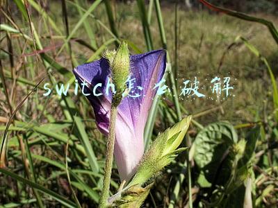 switch怎么破解
