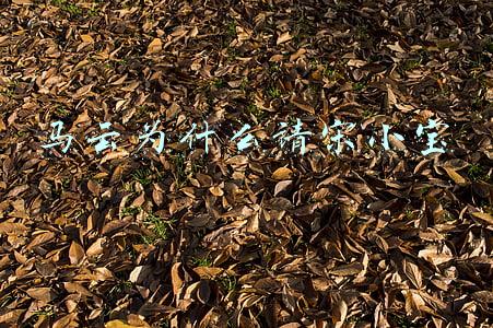 马云为什么请宋小宝