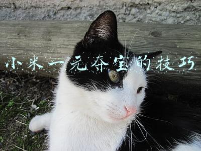 小米一元夺宝的技巧