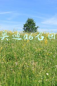 奥迪a6召回