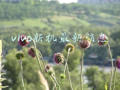 vivo新机最新消息