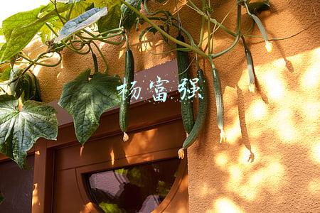 杨富强