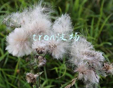tron波场