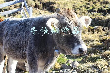 手语翻译器下载(腾讯研发出AI手语翻译机：手语实时转换成文字)