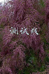 测试线