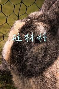 硅材料