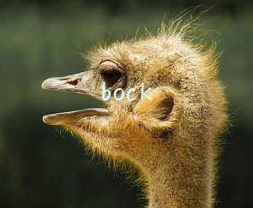 bock