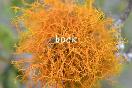 bock