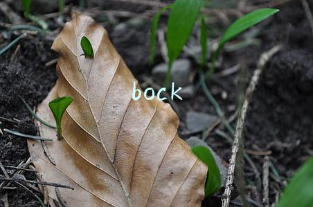 bock