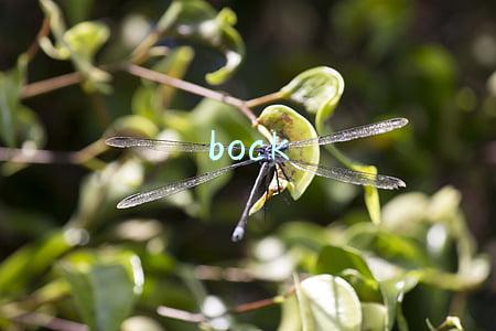 bock
