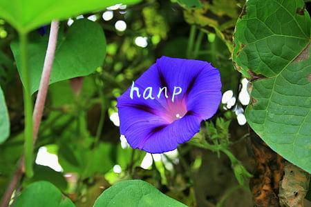 hanp