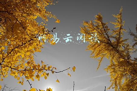 网易云阅读