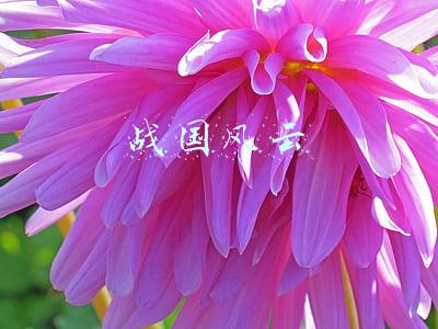 战国风云