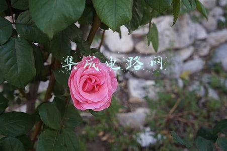 集成电路网表提取(浅谈智能电能表的远程预付费集抄系统设计)