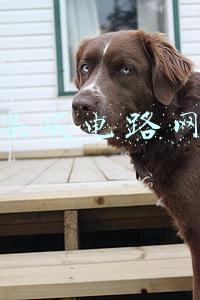 集成电路网