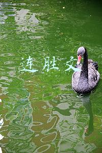 连胜文