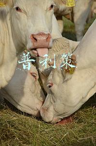 普利策