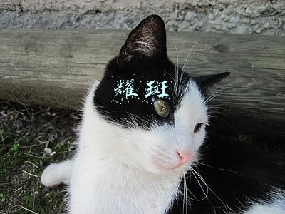 耀斑花(彗星怎么拖了个长长的尾巴？)