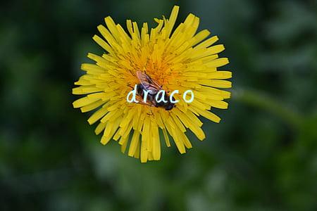 draco