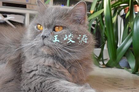 王峻涛