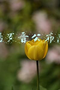 唐嫣罗晋公布恋情