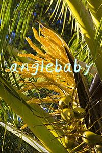 anglebaby怎么念(杨颖的英文名字Angelababy在外国人心中到底是什么意思)