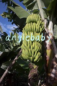 anglebaby