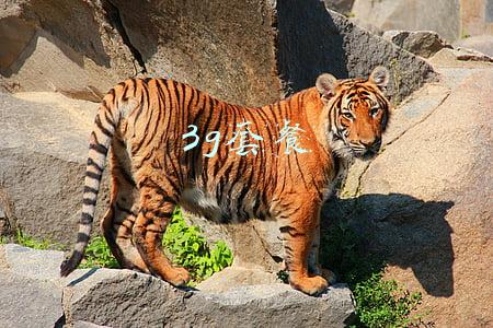 3g套餐